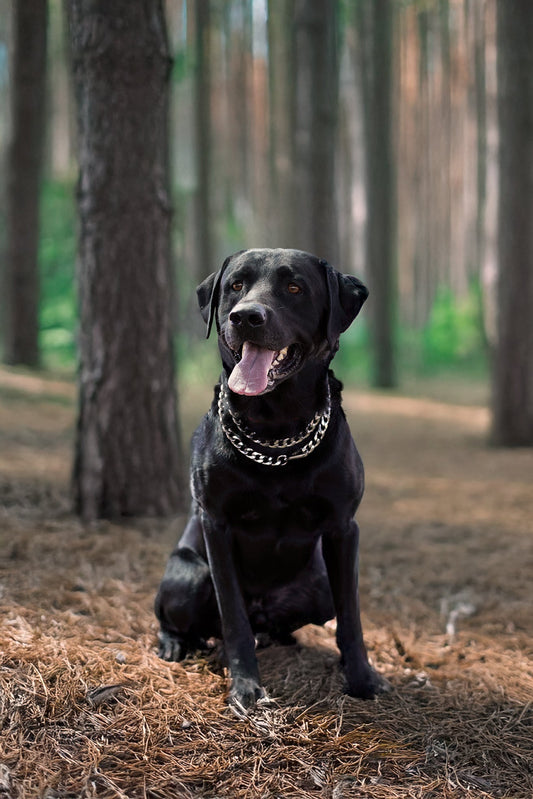 How to Plan a Luxury Photoshoot for You and Your Dog: 5 Essential Steps